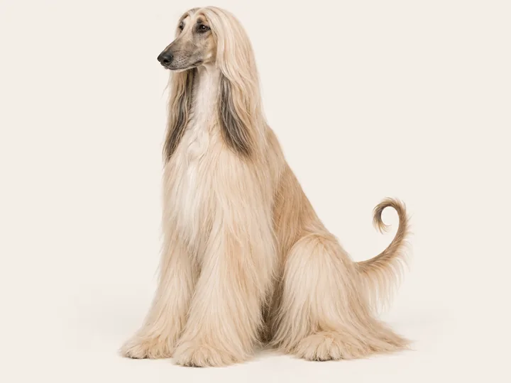 Illustration of an Afghan Hound
