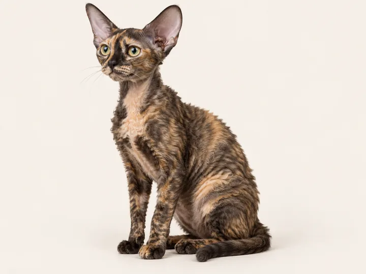 Illustration of a Devon Rex