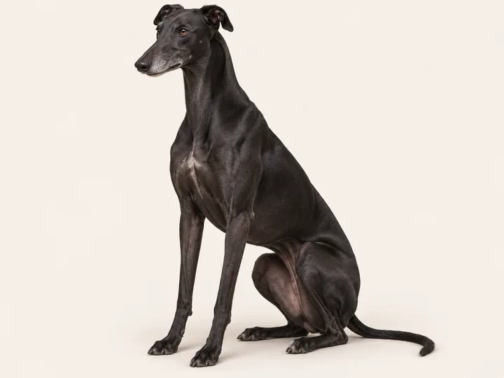 Illustration of a Greyhound