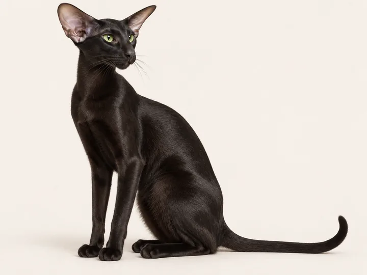 Illustration of an Oriental Shorthair